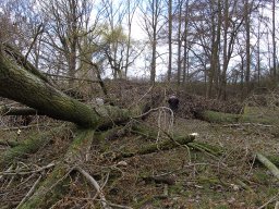 Sturm Emma 01.03.2008